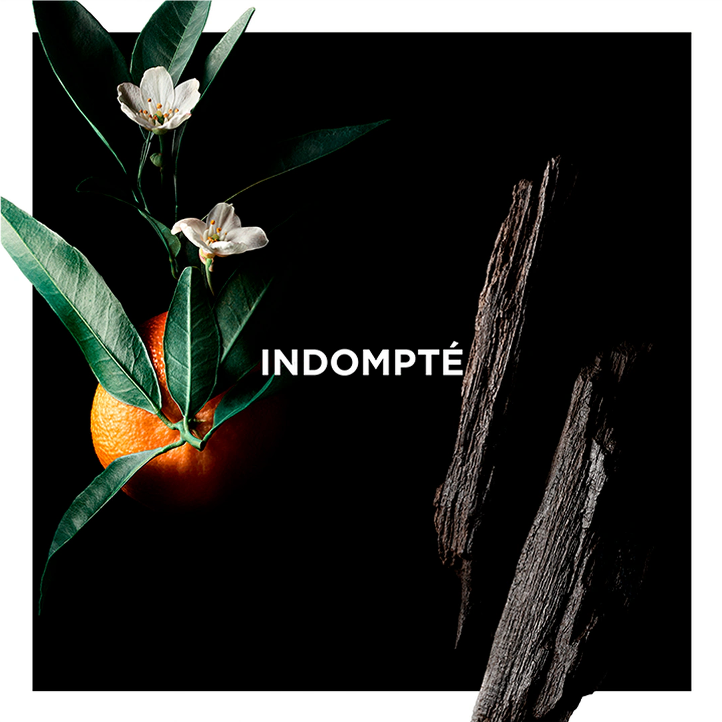 Indompté