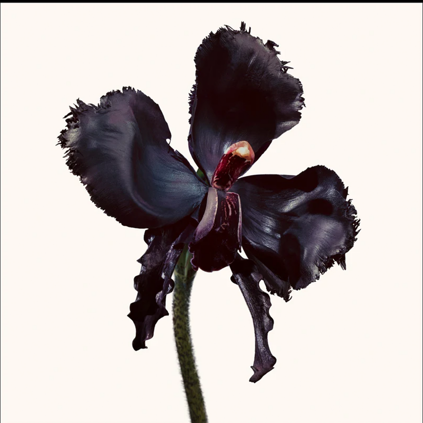 Black Orchid Reserve