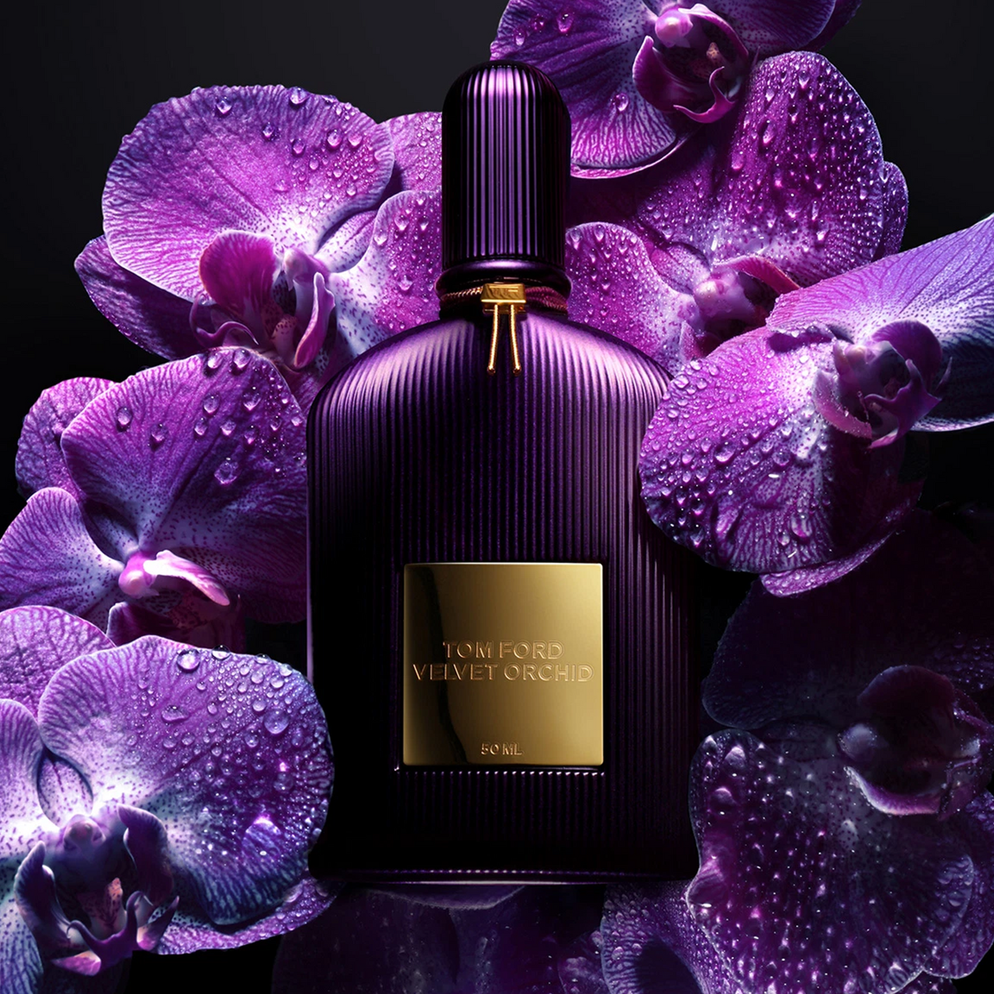 Velvet Orchid